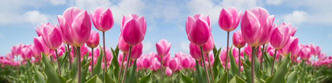 Spring Pink Tulips